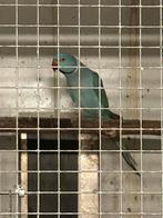 Kweekkoppels halsbandparkieten, Dieren en Toebehoren