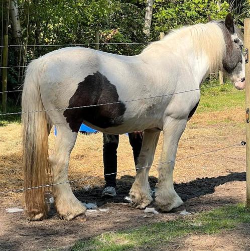 Tinker merrie, Dieren en Toebehoren, Paarden, Merrie, Zadelmak, Minder dan 160 cm, 11 jaar of ouder, Recreatiepaard, Gechipt, Ontwormd