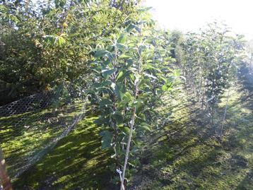 Fruitbomen beschikbaar voor biedingen