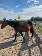 paarden, Ophalen of Verzenden