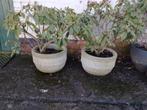 Witte bloempotten met Rododendrons te koop, Enlèvement, Rond