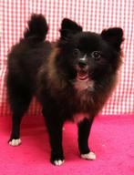 Superleuke Pomeriaan pups!!, Dieren en Toebehoren, Honden | Poolhonden, Keeshonden en Oertypen, Keeshond, 15 weken tot 1 jaar