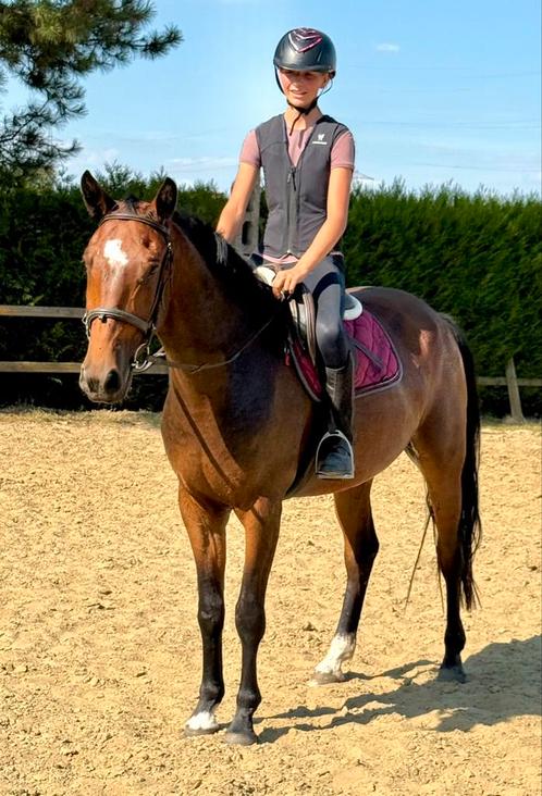 4j zangersheide ruin normale, Dieren en Toebehoren, Pony's, Ruin, Zadelmak, 3 tot 6 jaar, Met stamboom, Gechipt, Ontwormd, Ingeënt