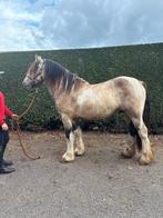 Zeer mooie en brave Tinker hengst te koop, Dieren en Toebehoren, Minder dan 160 cm, Gechipt, 0 tot 2 jaar, Hengst