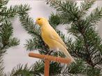 Kleurkanaries, Dieren en Toebehoren, Vogels | Kanaries, Meerdere dieren, Kleurkanarie
