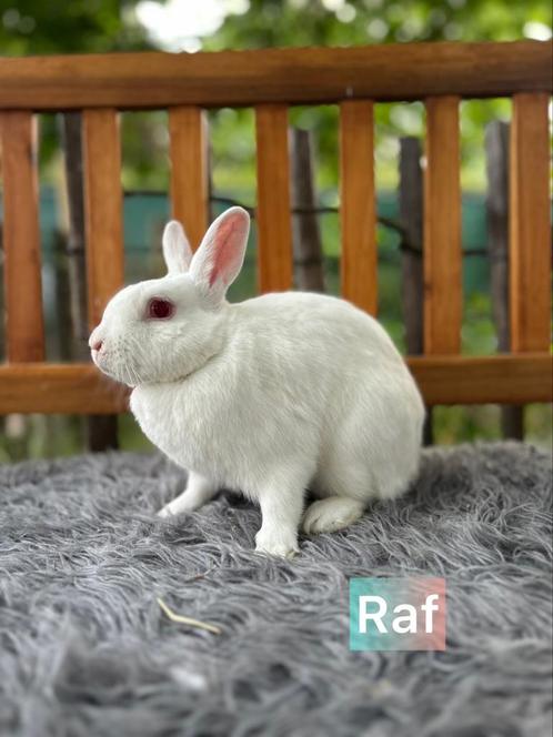 TER ADOPTIE GECASTREERDE RAM 1,5 jaar oud, Dieren en Toebehoren, Konijnen