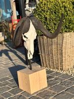 Taxdermie schedel op eiken statief, Antiek en Kunst, Ophalen