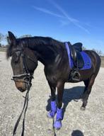 Lieve Ruin bos recreatief/coaching/weidemaatje, Dieren en Toebehoren, Paarden, Gechipt, B, Ruin, 7 tot 10 jaar