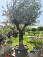 Olijfboom Olea Europaea meerstam, Jardin & Terrasse, Plantes | Arbres, Olivier, Enlèvement