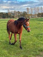 2jarige pony, Jument, Non dressé, Vermifugé, 0 à 2 ans