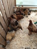 brahma hennen ruime keuze en kleuren ACTIE 5+1 GRATIS, Dieren en Toebehoren, Vrouwelijk, Kip