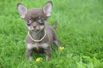 Chihuahua pups kleine taille, 15 weken tot 1 jaar, Buitenland, CDV (hondenziekte), Meerdere