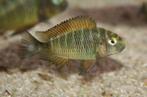 Tropheus golden kazumba f1 lees heel de advertentie, Dieren en Toebehoren