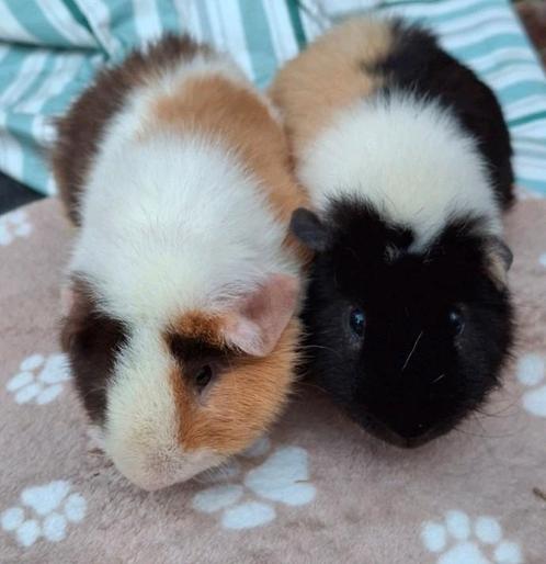 US Teddy's 2 beertjes en 1 zeugje met dubbel kooi, Dieren en Toebehoren, Knaagdieren, Meerdere dieren, Cavia, Oktober, Tam