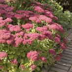 Sedum herbstfreude, Tuin en Terras, Ophalen