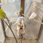 jonge grasparkieten te koop, Dieren en Toebehoren