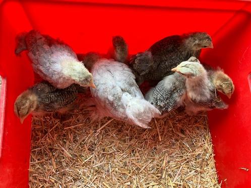 Brahmakriel hennetjes, Dieren en Toebehoren, Pluimvee, Kip, Vrouwelijk