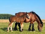 Bruin trekpaard hengstveulen, Dieren en Toebehoren, Paarden, Hengst, Niet van toepassing, Gechipt, 0 tot 2 jaar