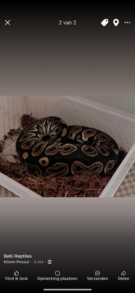 Ballpython ; 1.1 black pastel het pied, Dieren en Toebehoren, Reptielen en Amfibieën, Slang, 0 tot 2 jaar, Tam