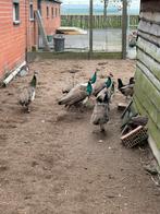 Jonge blauwe pauwen, Dieren en Toebehoren