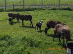 Moutons du Cameroun, Animaux & Accessoires, Moutons, Chèvres & Cochons, Plusieurs animaux, Mouton
