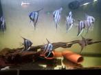 Maanvissen RIO MANAY, Dieren en Toebehoren, Vissen | Aquariumvissen
