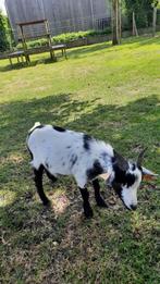 bokjes, Dieren en Toebehoren, Mannelijk, Geit, 0 tot 2 jaar
