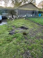 Witte manderijneenden en zilver Carolina eenden, Dieren en Toebehoren, Pluimvee