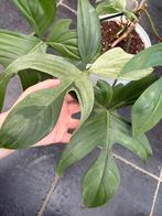 Philodendron Florida Beauty mint, Huis en Inrichting, Kamerplanten, Ophalen of Verzenden