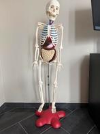 Skelet - anatomie, Diversen, Ophalen, Gebruikt