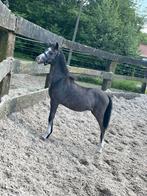 Veulen te koop, Dieren en Toebehoren, Gechipt, 0 tot 2 jaar, Hengst, A pony (tot 1.17m)