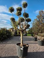 Olijfboom Olea Europaea ponpon - op voorraad, Tuin en Terras, Ophalen, Olijfboom