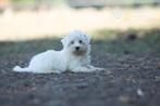 schattige maltezer pup, beide ouders zijn aanwezig, CDV (hondenziekte), Maltezer, 8 tot 15 weken, België