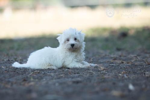 schattige maltezer pup, beide ouders zijn aanwezig, Dieren en Toebehoren, Honden | Chihuahua's en Gezelschapshonden, Reu, Maltezer