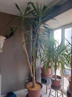 Gratis xxl plant Yucca met pot, Ophalen