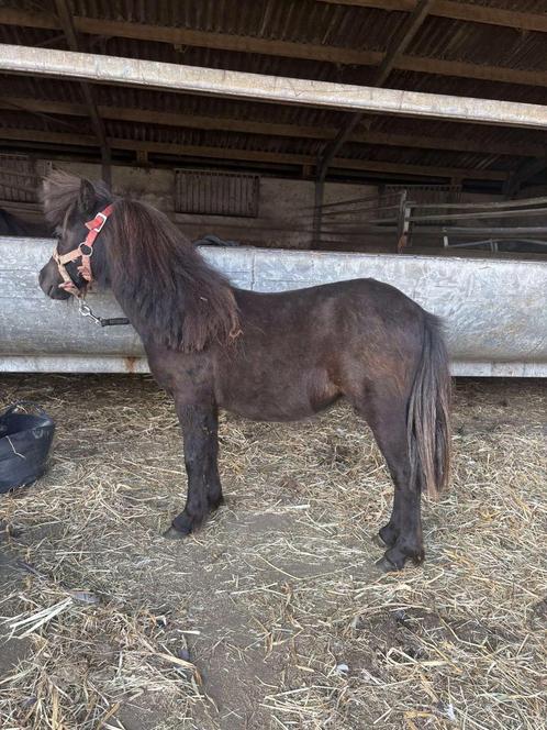 Jaarling, Dieren en Toebehoren, Paarden