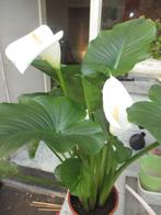 witte aronskelk, Tuin en Terras, Planten | Tuinplanten, Ophalen, Lente, Vaste plant, Halfschaduw