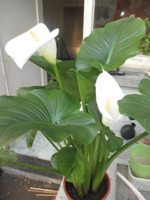 witte aronskelk, Tuin en Terras, Planten | Tuinplanten, Vaste plant, Halfschaduw, Lente, Ophalen