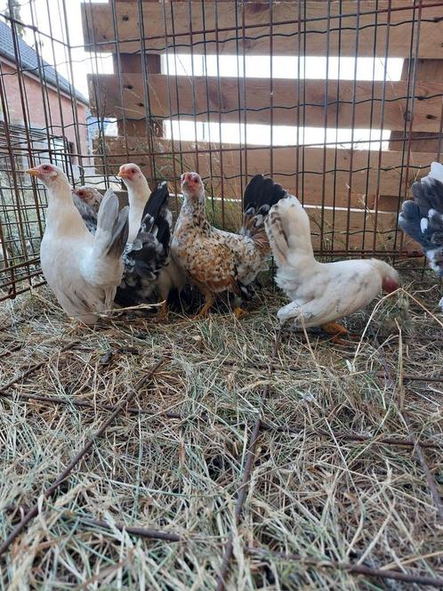 Serama hennetjes 2025 evt. met haantje, Dieren en Toebehoren, Pluimvee
