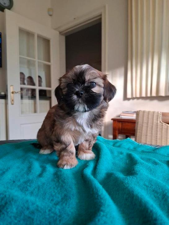 Shih tzu pups, Dieren en Toebehoren, Honden | Chihuahua's en Gezelschapshonden, Meerdere dieren, Overige rassen, Fokker | Professioneel