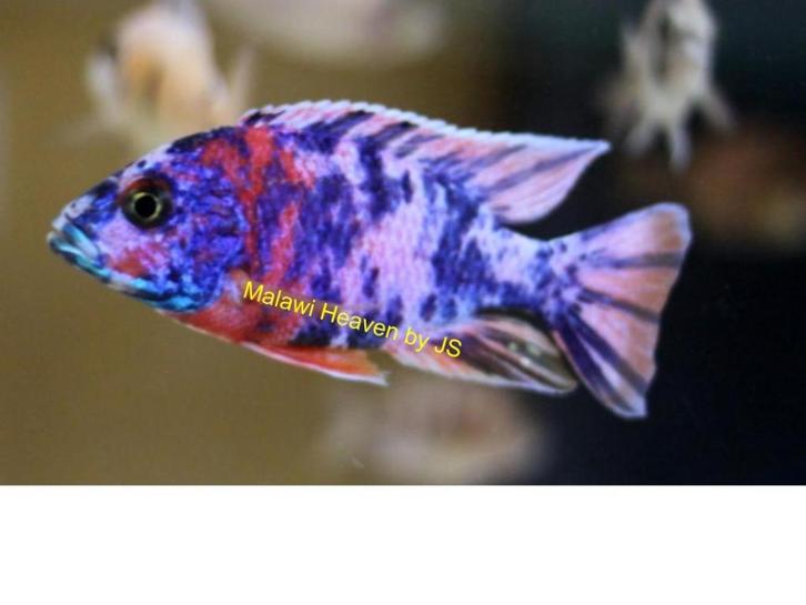 Aulonocara BlueBerry malawi cichliden, Dieren en Toebehoren, Vissen | Aquariumvissen, Zoetwatervis, Vis, Schoolvis