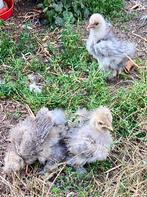 Jonge USA zijdehoen haantjes, Dieren en Toebehoren, Mannelijk, Kip