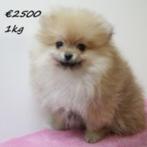 Schattige Pomeriaantjes pup te koop, Dieren en Toebehoren, Honden | Poolhonden, Keeshonden en Oertypen, Keeshond, 15 weken tot 1 jaar