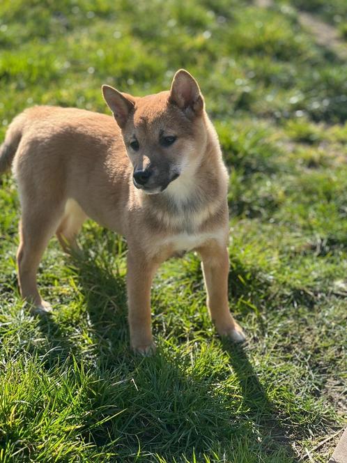 Op zoek naar een zelfstandige en speelse shiba-inu ?, Dieren en Toebehoren, Honden | Poolhonden, Keeshonden en Oertypen, Meerdere dieren