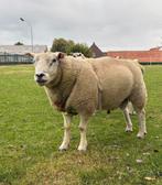 Franse Texel dekram, Dieren en Toebehoren, Mannelijk, Schaap, 3 tot 5 jaar