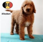 "Windsor" Koningspoedel - Prachtig abrikoos reutje, Dieren en Toebehoren, Poedel, België, CDV (hondenziekte), 8 tot 15 weken