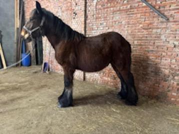 trekpaard, Dieren en Toebehoren, Paarden, Minder dan 160 cm, Niet van toepassing, 0 tot 2 jaar, Hengst