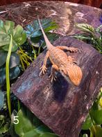 Jonge Baardagaam – Hypo pastel 🍑 morph