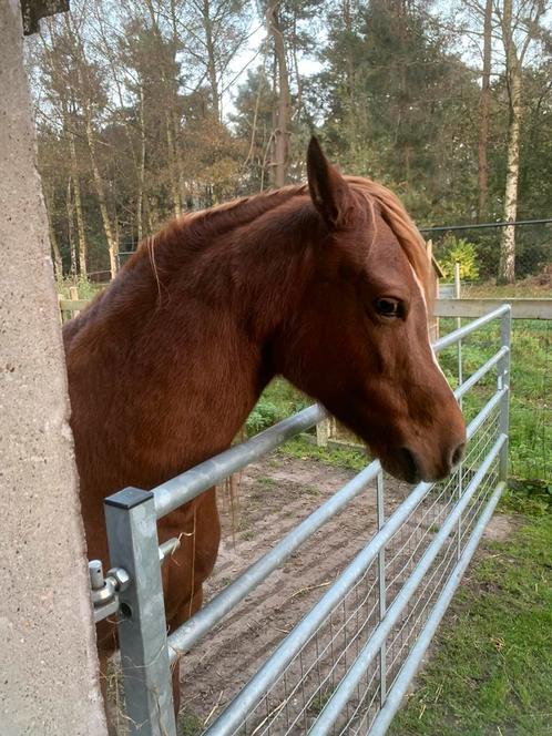 Welsh Merrie niet beleerd, Animaux & Accessoires, Chevaux, Jument, Non dressé, Moins de 160 cm, 7 à 10 ans, Cheval de récréation