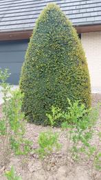 Taxus boom tuin, Tuin en Terras, Planten | Bomen, Ophalen, 100 tot 250 cm